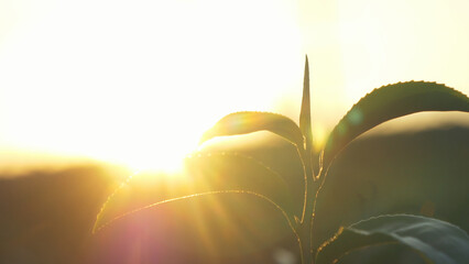 Green tea tree leaves camellia sinensis in organic farm sunlight. Fresh young tender bud herbal farm on summer morning. Sunlight Green tea tree plant. Close up Tree tea plant green nature in morning