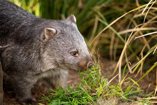 Beautiful wombat in the Australian bush, in a tasmanian park. Australian wildlife in a national park in Australia.