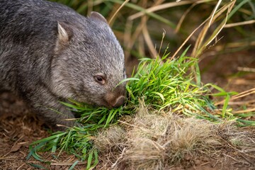 Beautiful wombat in the Australian bush, in a tasmanian park. Australian wildlife in a national park in Australia.