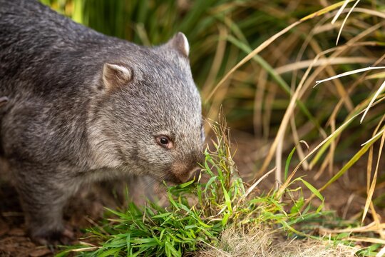 Beautiful wombat in the Australian bush, in a tasmanian park. Australian wildlife in a national park in Australia.