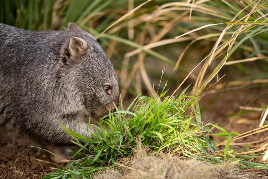 Beautiful wombat in the Australian bush, in a tasmanian park. Australian wildlife in a national park in Australia.