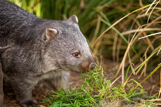 Beautiful wombat in the Australian bush, in a tasmanian park. Australian wildlife in a national park in Australia.