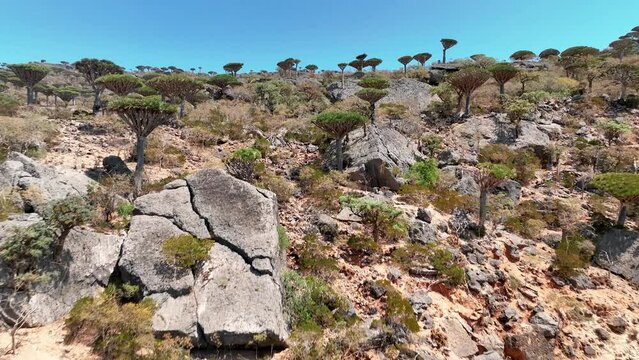 Aerial Approach On Diksam Plateau With Native Dragon Blood Trees In Socotra, Yemen.