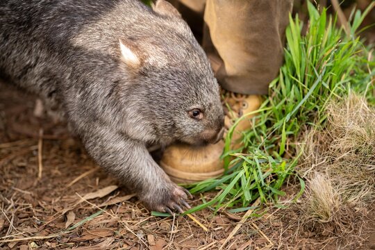 Beautiful wombat in the Australian bush, in a tasmanian park. Australian wildlife in a national park in Australia.
