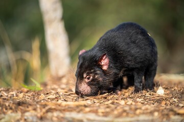 Beautiful tasmanian devil in the Tasmanian bush. Australian wildlife in a national park in...