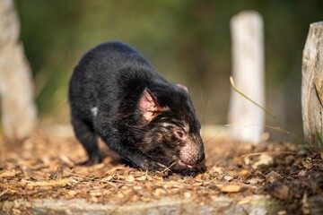 Beautiful tasmanian devil in the Tasmanian bush. Australian wildlife in a national park in Australia.