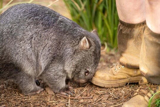 Beautiful wombat in the Australian bush, in a tasmanian park. Australian wildlife in a national park in Australia.