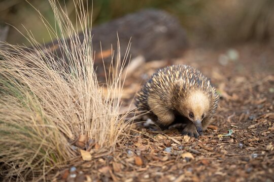 Beautiful echidna in the Australian bush, in the tasmanian outback. Australian wildlife in a national park in Australia.