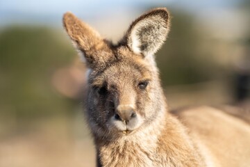 Naklejka na ściany i meble close up of a Beautiful kangaroo in the Australian bush. Australian native wildlife in a national park in Australia.