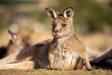 close up of a Beautiful kangaroo in the Australian bush. Australian native wildlife in a national park in Australia. - obrazy, fototapety, plakaty
