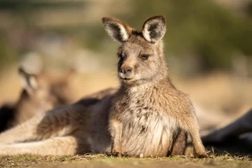Fotobehang close up of a Beautiful kangaroo in the Australian bush. Australian native wildlife in a national park in Australia. © William