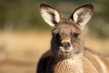 close up of a Beautiful kangaroo in the Australian bush. Australian native wildlife in a national...