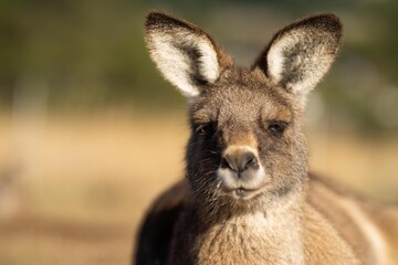 close up of a Beautiful kangaroo in the Australian bush. Australian native wildlife in a national park in Australia.