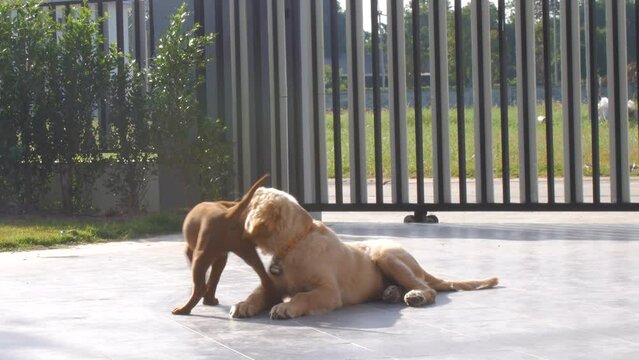 Thai Ridgeback and Golden Retriever puppies playing together