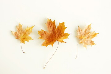 Autumn leaves pattern top view on white background.Floral card. Botanical poster.