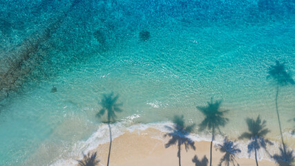 Summer palm tree  and Tropical beach with blue  sky background