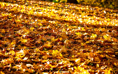 The Gloden Autumn season  leaf  texture background with Beautiful romantic scene