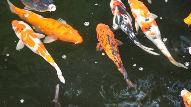 Colorful koi fish are swimming in the pond