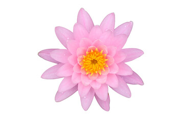 Pink water lily lotus on png transparent background