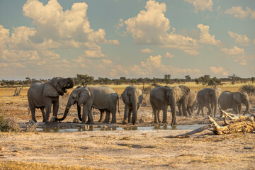 Elephant herd in Khutse Game Reserve, Botswana