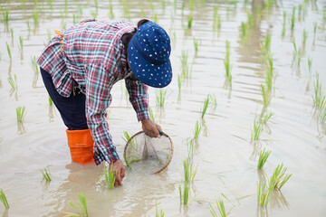 Asian woman farmer holds fishing net and creel to find freshwater algae (Spirogyra sp.) and fish at organic paddy field. Concept, rural agriculture lifestyle, earn living from nature.                  - obrazy, fototapety, plakaty