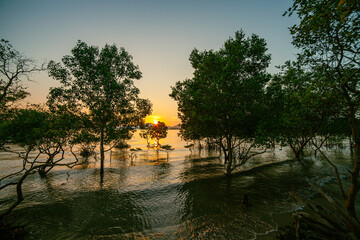 scenery The glare of the sun shone through the mangroves. .Reflections of the sun in the mangroves on the seaside of the mangroves.roots of mangrove tree in sunset