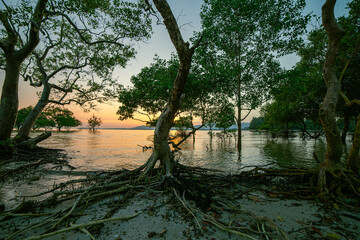 .Reflections of the sun in the mangroves on the seaside of the mangroves.The mangrove's roots also create complex patterns on the surface of the water,. adding to the beauty of the scene.