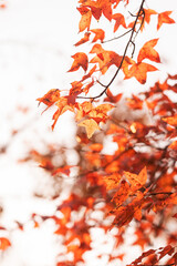 maple leaf red autumn sunset tree blurred background - 630184248