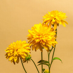 Yellow flowers of Rudbeckia. Three flowers on a yellow background. Square image.