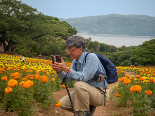 Senior man photographing yellow and orange marigold flowers in Nokoshima, Fukuoka City, Fukuoka...