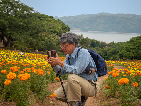 Senior man photographing yellow and orange marigold flowers in Nokoshima, Fukuoka City, Fukuoka Prefecture, Japan