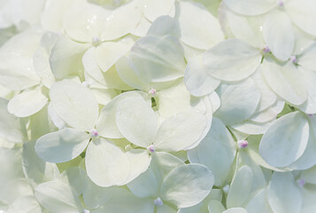 Background from white flowers. Hydrangea or hortensia in blossom.