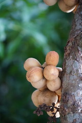 Longkong fruit is a medium-sized fruit with small brown granules, sweet taste