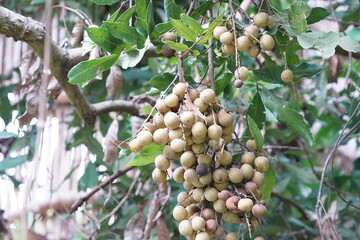 Longan E-Daw is a medium-sized fruit with small brown granules, sweet taste