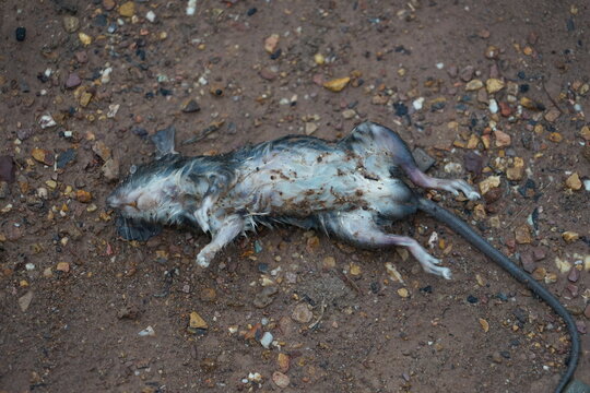 close up The gray rat lay dead on the floor.