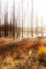 Dead trees reflected in swamp water