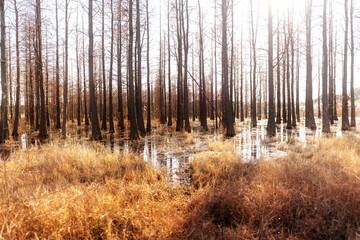 Dead trees reflected in swamp water