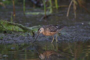 Shorebird Reflection