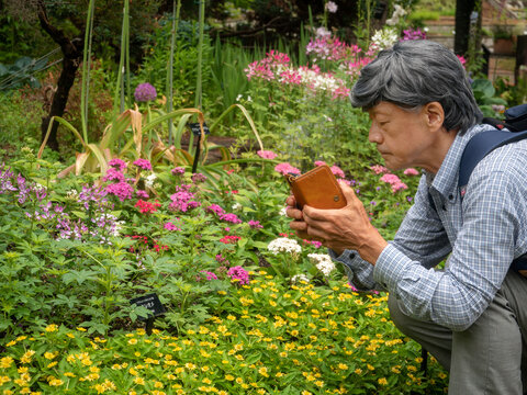 A senior man photographing various types of flowers of different colors in Fukuoka City, Fukuoka Prefecture, Japan