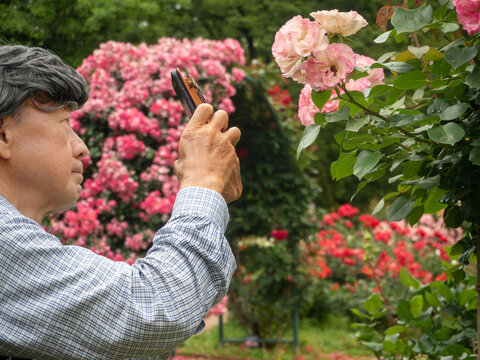 A senior man photographing pink rose flowers in Fukuoka City, Fukuoka Prefecture, Japan