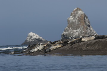 Harbor Seal Haul Out