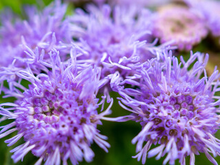 Cute purple ageratum (Cuckoo thistle) planted in a small pot in Japan
