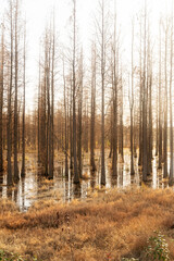 Dead trees reflected in swamp water