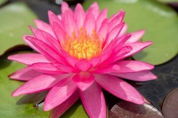 Lovely flowers. commonly called water lily or water lily among green leaves and blue water. beautiful Lotus flowers