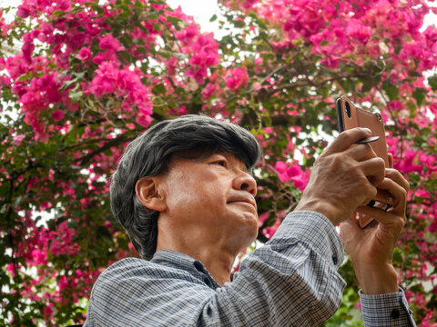 A Japanese senior man taking a picture of a lot of red bougainvillea with an iPhone