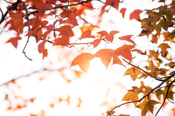 Fototapeta na wymiar maple leaf red autumn sunset tree blurred background