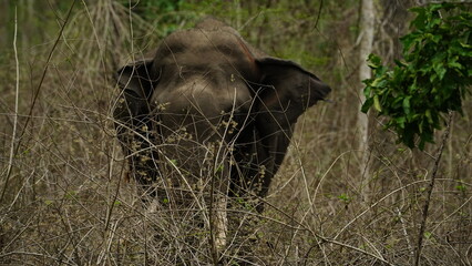 The shy elephant 