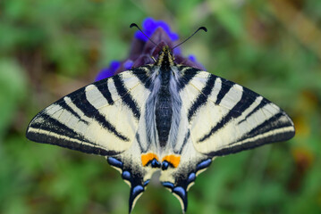 Beautiful big butterfly Iphiclides podalirius, rare Swallowtail on a green background