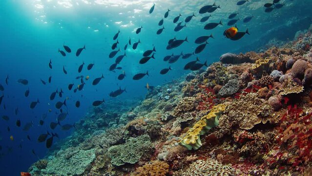 Healthy coral reef with school of fish of the island of Nusa Penida, Bali, Indonesia. The dive site is named Toya Pakeh wall