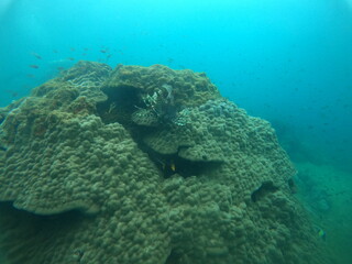 RATOO GINI MAHA ,GREAT RED FIRE, ICHTHYOLOGY ,FISH